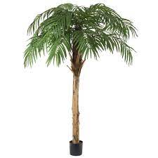 10.5′ Fountain Palm Tree | Rental 10.5′ Fountain Palm Tree | Rental